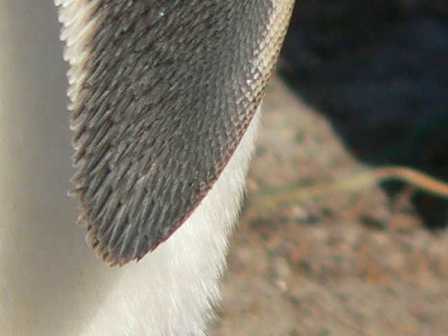 ../../Pictures/241209/117 Gentoo.JPG